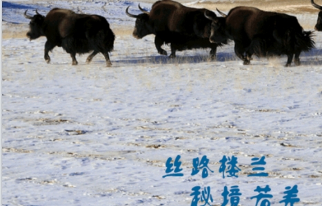 若羌好地方手机客户端